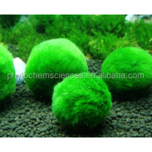 Organic protein chlorella vulgaris extract